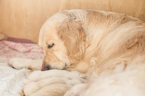 Dog Heat Cycle and Breeding | LoveToKnow Pets