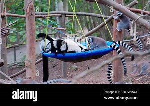 Troop Ring Tailed Lemurs Perched On Branches And Wooden Platform, Juveniles And Adults Balancing On Logs, Watchful Sentinels Scanning Canopy, Clustering Near Feeding Area, Dappled Stock Video Footage - Alamy