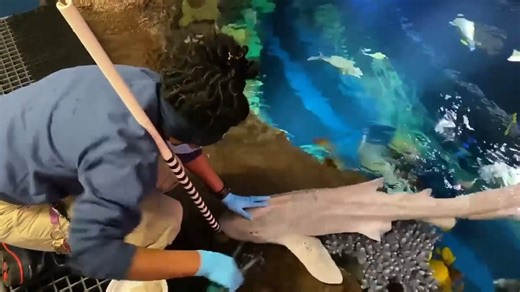 Even zebra sharks need checkups! Here we see Wild Animal Keeper Jasmine working on tactile desensitization with zebra shark, Captain Spaulding. While he focuses on his target and the food, Jasmine briefly touches him. Over multiple sessions, she increases the pressure and duration of the touch. This will help to make Captain Spaulding more comfortable during routine medical procedures, etc. | New York Aquarium