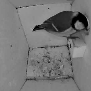Livecam Nistkasten Meisen Cam - Heide - DE Birdbox 29. März 2026