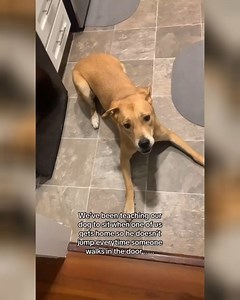 Go crazy  ........................................... Credits: obicanineobi (IG) Note: We do not own any rights for these videos. ©All rights go to the respective owners - no copyright infringement intended. If you're the owner of the video and you don't wish it to be on our page, please contact us via DM for a removal | Life with Petz | Facebook