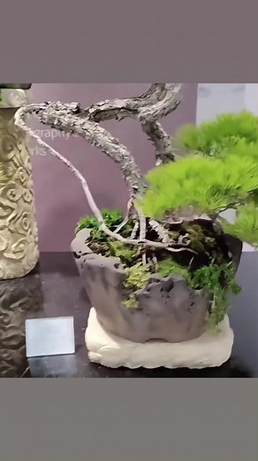 2.6K views · 102 reactions | From the exhibition with unusual pots | Hong Kong Bonsai Pots | Facebook