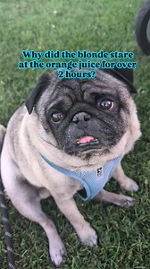 108 reactions · 81 comments | Staring at the orange juice for over two hours #pug #puglife #orangejuice #orangejuiceconcentrate #blonde #blondejokes #ig #fbreels #pet #dog | Jacob ThePug Canada | Facebook