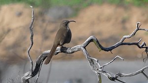 From #Birds & #Nature! California thrasher (Toxostoma redivivum) | BIRDS & Nature