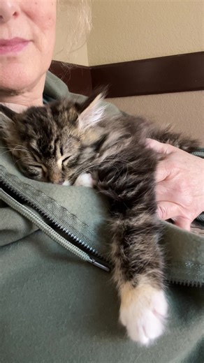 Goodnight & sweet dreams 💤 💭 . #carmella_kitty | Foster Kitten Tails