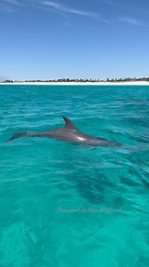 66K views · 725 reactions | Dolphins hangin’ at Shell Island in Panama City Beach, FL #PCB #shellisland #dolphins #panamacitybeachflorida | Panama City Beach Official | Facebook