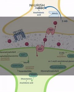 Endocannabinoid System The endocannabinoid system (ECS) is a complex signaling system in the human body that plays a role in regulating various physiological and cognitive processes. It consists of cannabinoid receptors, endocannabinoids, and enzymes involved in the synthesis and degradation of endocannabinoids. The ECS is involved in processes such as pain sensation, mood regulation, appetite, and immune function. #cbd #endocrine #brainhealrh #endocannabinoid #brain | NourishDoc
