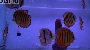 Amazon Discus fish all dear….! | YOKO JP Aquarium