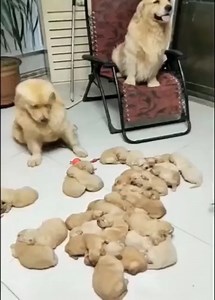 437K views · 5.9K reactions | Cute Funny and Smart Pets Compilation Video 2020 #Dogs #CuteDogs #LoveDog #SmartDogs Join my group :  Love Dogs  . Thank you so much ❤ | Dogs Daily | Facebook