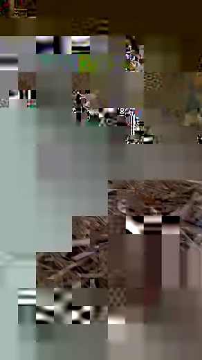 56K views · 1.1K reactions | UPDATE on Big Broody Judy and the chicks she's hatching  . . . #broody #broodyhen #hen #chicken #chicks #farmlife #chickshatching #hatchday #chirp #chirpchirp #peep #peeppeep #lilfluffybutts #smallfarm #localfarm #localag #localagriculture #greenacres #greenacresfarmoviedo | Green Acres Farm of Oviedo / Geneva | Facebook