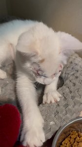 Kent Animal Shelter on Reels | Facebook