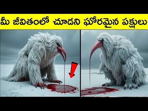 10 Unusual and Rarest Birds on Earth