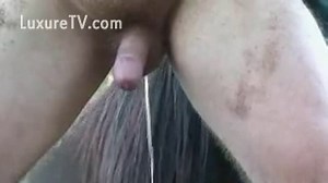Une vidéo de bestialité ou un homme est sodomisé par un cheval.