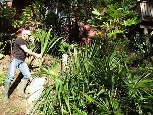 Planting a Mule Palm Butia x Syagrus