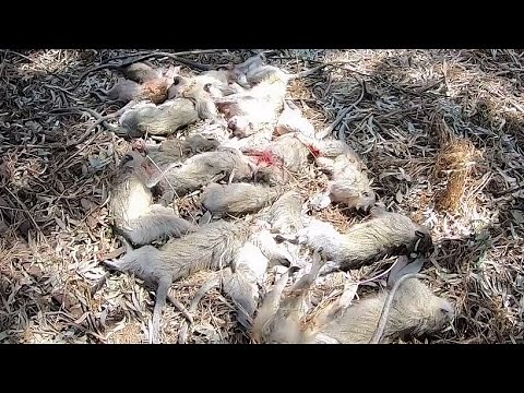 Monkey Hunting In Africa! Its raining Monkeys!!! 20 Kill Shots. this is how you cull