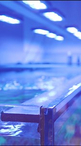 Give your corals the ultimate boost with AF Power Elixir! 🌟 This scientifically crafted blend of amino acids and vitamins is designed to enhance coral growth, vibrant coloration, and overall immunity. Perfect for both SPS and LPS corals. Power Elixir supports photosynthesis and natural growth patterns, ensuring your reef thrives like never before! Why choose AF Power Elixir? 🟣 Promotes zooxanthellae coloration 🟣 Accelerates coral growth 🟣 Easy dosing, no shaking or refrigeration needed 🟣 Sa