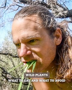 20 reactions | Edible Wild Plants That'll Help You Survive In Nature | Chad Zuber | Facebook