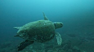 Did you know that loggerhead turtles are endangered species that have a worldwide tropical and subtropical distribution? They are usually found in coral reefs, bays and estuaries in tropical and warm temperate waters off the coast of Queensland, Northern Territory, Western Australia and New South Wales. 🐢 In 2023, a rare loggerhead turtle nest was discovered at Shelly Beach on the NSW Central Coast, making it the southernmost site for a nest on record. More than 90 baby loggerhead turtles hatch