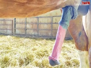 Draft stallion huge cock