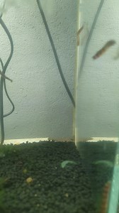 Giant kuhli loach at R55ea | Fantasea Aquarium and Pet