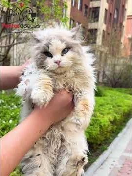 This indoor cat was surviving alone outside 💔🐾