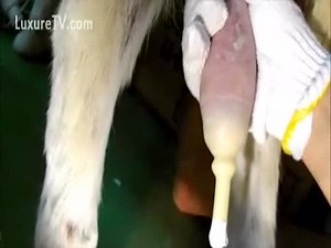 Creative dude jerks K9 off into condom so he can drink it