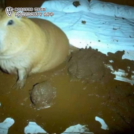 Funny and Cute Capybara Poop Moments | Animal Nature Videos