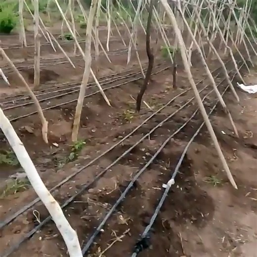 Staking cucumber plants helps them grow vertically, saves space, and can improve fruit quality. * Staking involves providing support, such as stakes or trellises, for the cucumber vines to climb, preventing them from sprawling on the ground. * Staking involves providing support, such as stakes or trellises, for the cucumber vines to climb, preventing them from sprawling on the ground. Why stake cucumbers? * Saves space: Vertical growth allows you to plant more cucumbers in a smaller area. * Impr