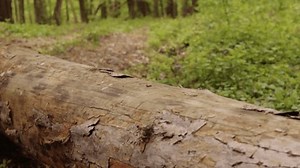 Tourismus. Frau auf einem Holzstück in: Stockvideos & Filmmaterial (100 % lizenzfrei) 3466401849 | Shutterstock