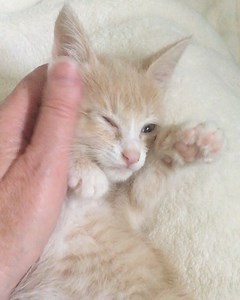 1.1K views · 457 reactions | So. Much. Ginger love.❤ #cowpattykittens #gingerlove | WhiskersnPurrs | Facebook