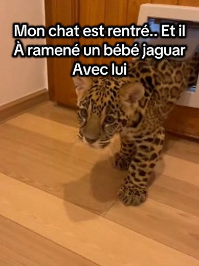 Mon chat et le bébé jaguar : une amitié inattendue