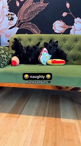 3.6K views · 135 reactions | Naughty Black Yorkie Puppies Playing #yorkie #yorkshireterrier #yorkiepuppies #yorkielove #yorkieoftheday #yorkiepuppy #yorkielife #yorkieoftheday #yorkielovers #yorkies | I Love Yorkshire Terrier | Facebook
