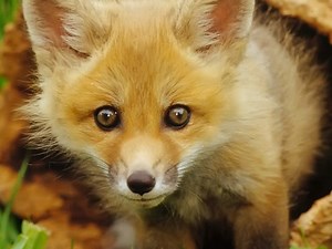 Hardware and Software for the Tracker | Details | Hackaday.io