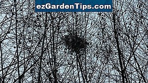 Identificazione dell'albero di Crabapple 🌱 Consigli Giardinieri - It.ezGardenTips.com