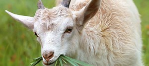 Turns out, goats can tell when humans are happy, and are more likely to respond people with smiling faces. 🐐 https://bit.ly/2PT8RCM | The National Desk - TND