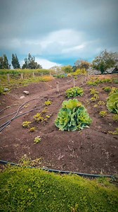 Encontramos este hermoso Biohuerto dentro del parque La Familia 🌾🫛🫘🥬 | La Gran Familia