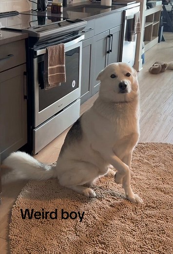 Stop sniffing us 😆 #shepsky #bolttheshepsky #funnydog #huskylife #dramatichusky