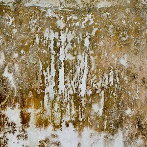 How to Safely Remove Mold | Reynolds Restoration Services