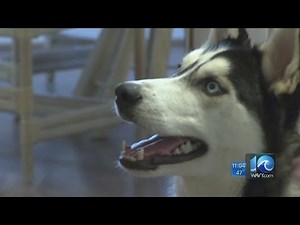 Brandi Cummings on the husky bought off Craigslist returned to Norfolk family
