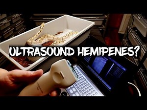 Sex your ball pythons - with Ultrasound?