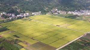 30 reactions | Over 100 critically endangered yellow-breasted buntings are spotted in Fu'an City, SE China's Fujian province. It's the first time such a large flock has been seen there. The birds migrate from Northeast China and Siberia to Southeast Asia for the winter, feeding on grains and seeds. #ChinaBiodiversity #PlanetMatters | CGTN Global Watch | Facebook