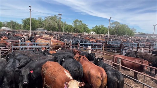 26 reactions | Easy to see why Stockmen's Livestock Inc. has the top fat cattle sale in the USA! They take good care of the livestock like all our Diamond Dozen Reporting barns do! Salute! | Hot Barn Report | Facebook