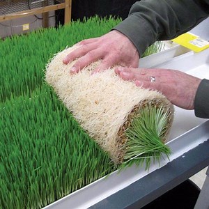 [Hot Item] Microgreen Seeds Sprouting Hydroponic Fodder Container System