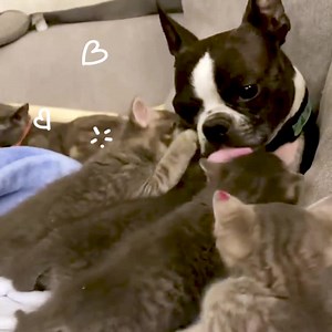 3.2K views · 144 reactions | The title of “cat mom” can apply to anyone. | Fetch Pet Insurance | Facebook