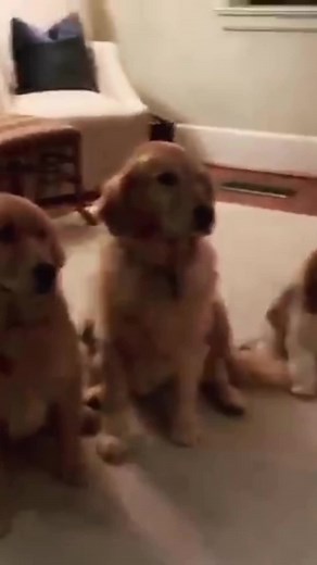 Funny Dog Videos: Guess What This Dog Did!