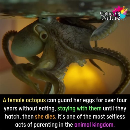 3.9K views · 196 reactions | Female octopus | Colors Of Nature | Facebook