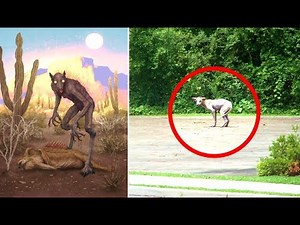 The Mysterious Chupacabra | Sightings & Encounters