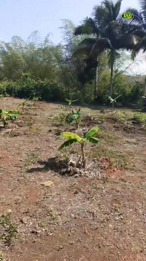 33 reactions | How to Handle Omo Onile When Buying Farmland in Nigeria.  #omoonile #LandGrabbers #land #agriculture #farmland | Rifi Farms | Facebook