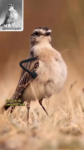 😎😎😎 SWAGGER 😎😎😎 #leopartnik Background video source: ronak.l.joshi Animation: @LeopARTnik . I do this as a hobby in my free time after a long and stressful day at work, which has nothing to do with art or animation. It takes 5-7 days to make a 30-second video. I pay for software, tools, and subscriptions for various memberships. All for the reason of creating better quality videos and provoking positive reactions, laughter, smiles, and joy. . Together, we can create more. Consider being a