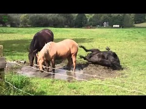 Giant Horse Cock (Part 1)